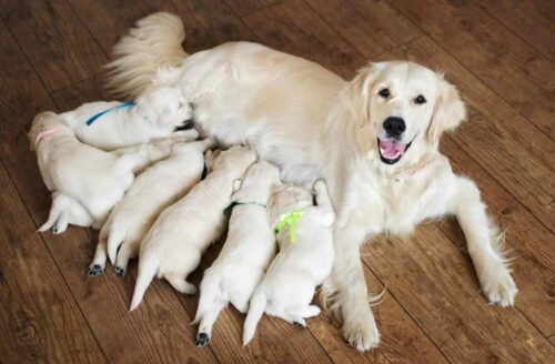 chienne qui allaite, que lui donner pour augmenter sa lactation