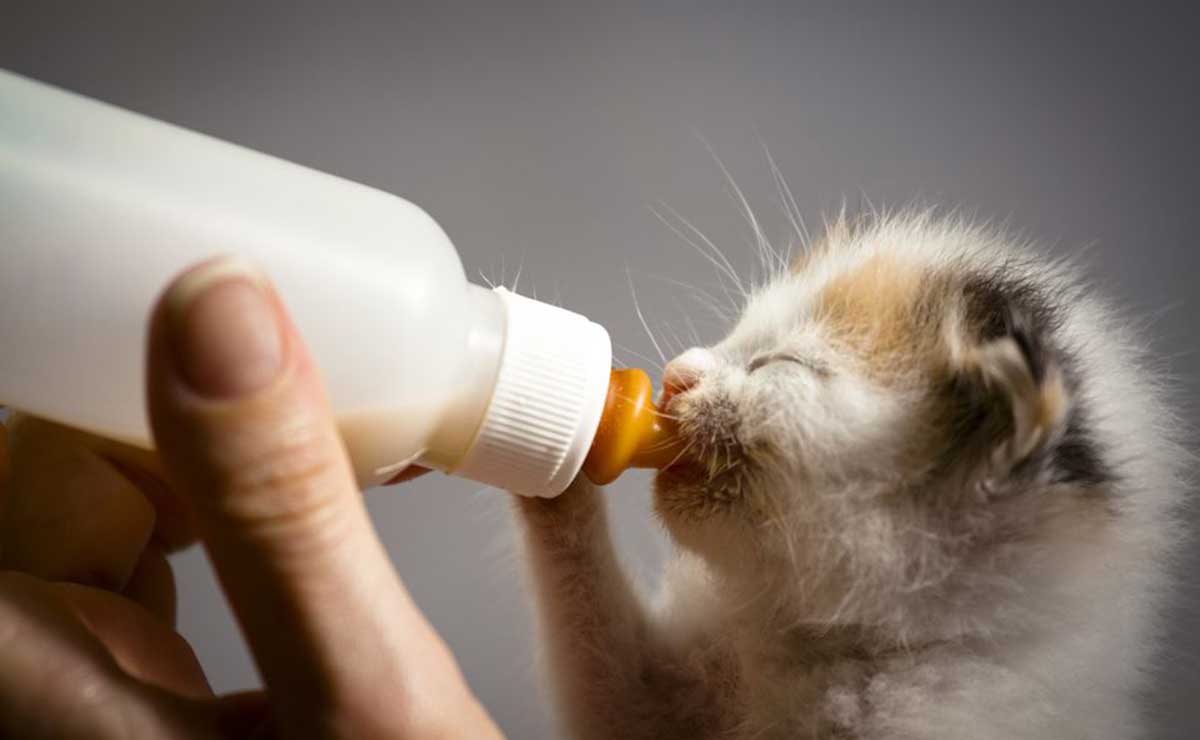 comment nourrir des chatons au biberon