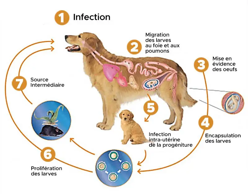 contamination du chien par les vers : processus
