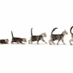 Croissance du chaton : Évolution du poids du chat de la naissance à 1 an