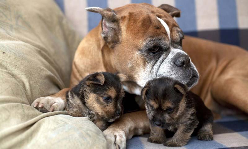 déparasitage de la chienne en gestation