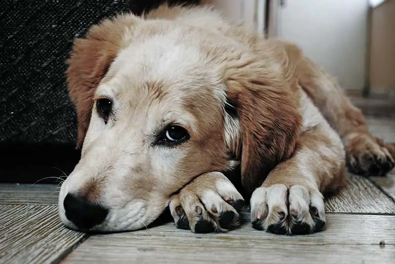 chienne après avoir mis bas