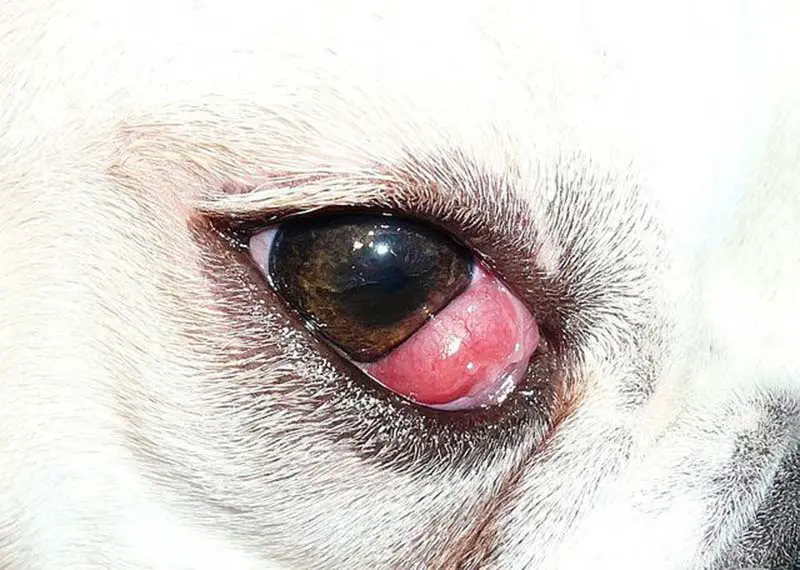 adénome oculaire chez le chien