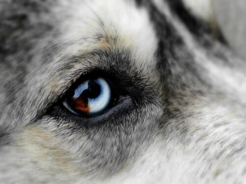 heterochromia oculaire du chien