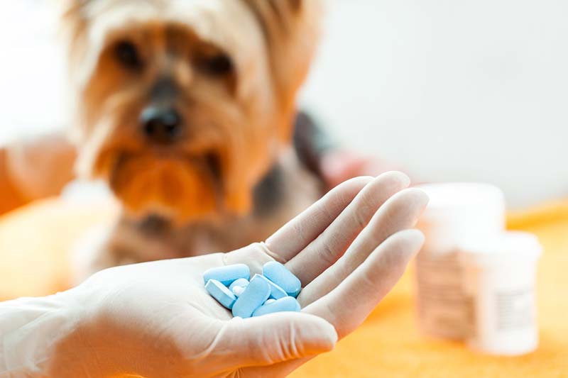 médication et poids du chien