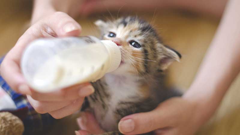 il est parfois nécessaire de nourrir les chatons au biberon lorsque la mère chatte ne fait pas assez de lait