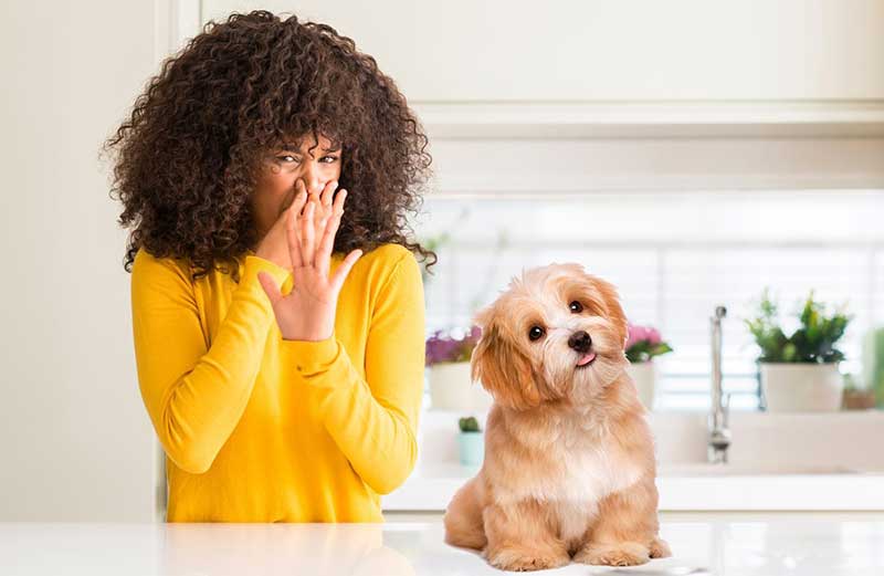 Même les toilettages réguliers ne garantissent pas que l'animal ne dégagera pas une odeur de chien.