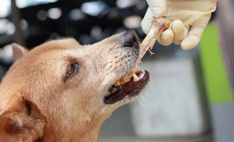 pas d'os de poulet ou d'arêtes de poisson