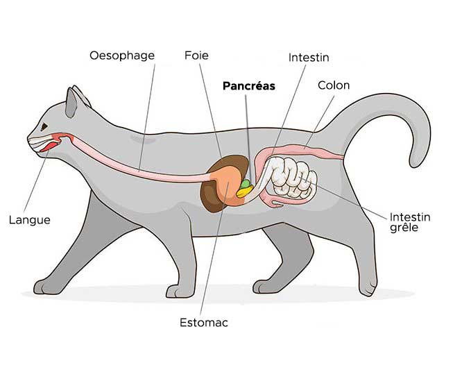 pancréas chez le chat