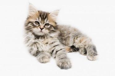 Croissance Du Chaton Evolution Du Poids Du Chat De La Naissance A 1 An Remedes Naturels Pour Animaux