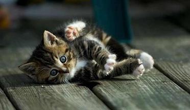 Comment Estimer L Age D Un Chaton Trouve Dans La Rue Remedes Naturels Pour Animaux