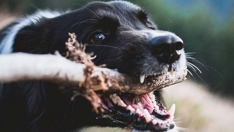 quoi faire quand un chien s'étouffe