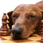 Les chiens les plus intelligents - Top 10 des races au monde