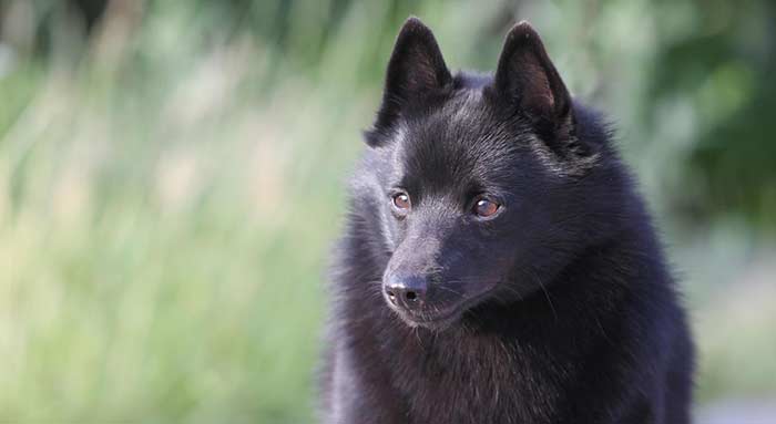 race de chien Schipperke