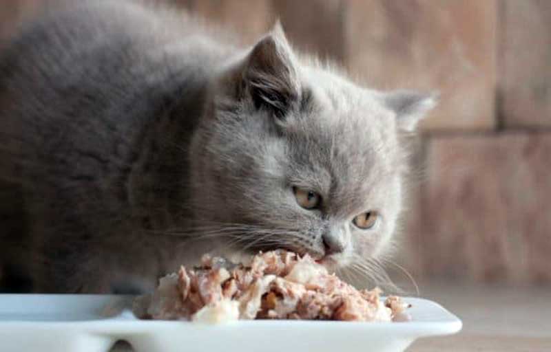 régime alimentaire d'une chatte en gestation