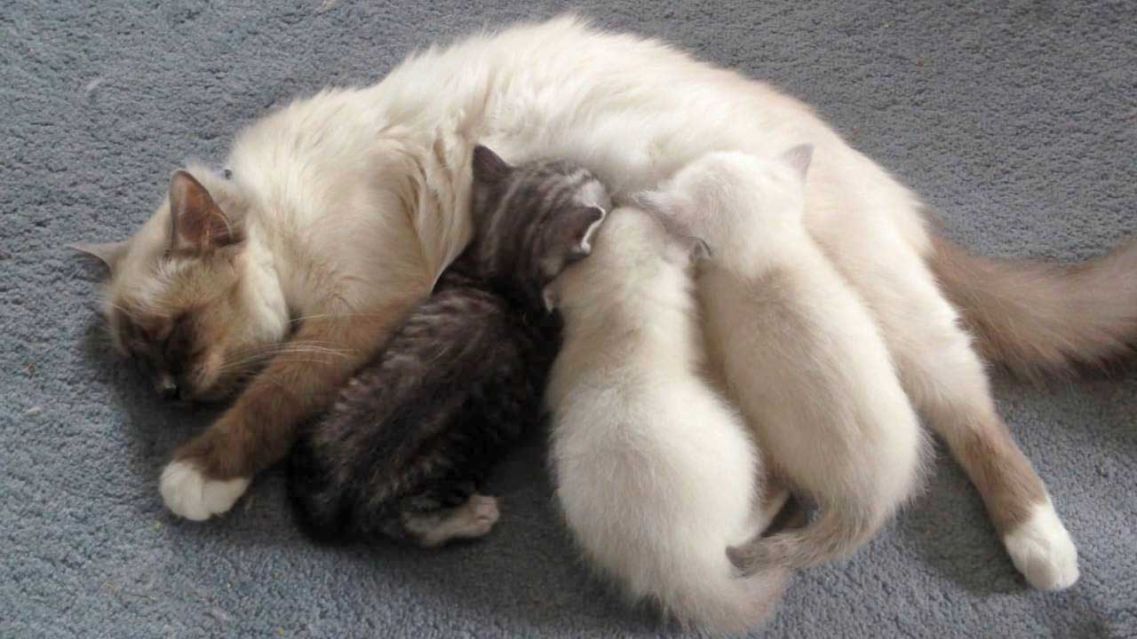 Nutrition De La Chatte En Lactation Quelle Alimentation Donner A Une Chatte Qui Allaite Remedes Naturels Pour Animaux