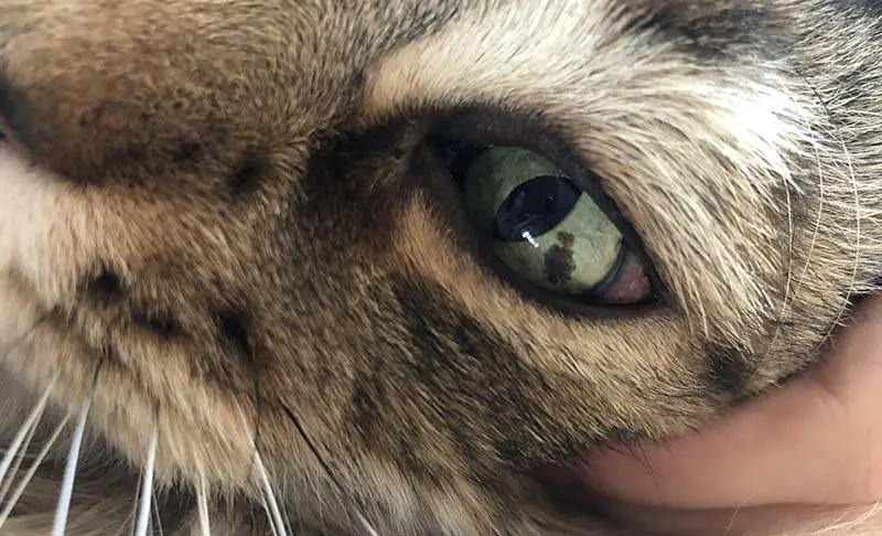 tache de couleur dans l'oeil du chat