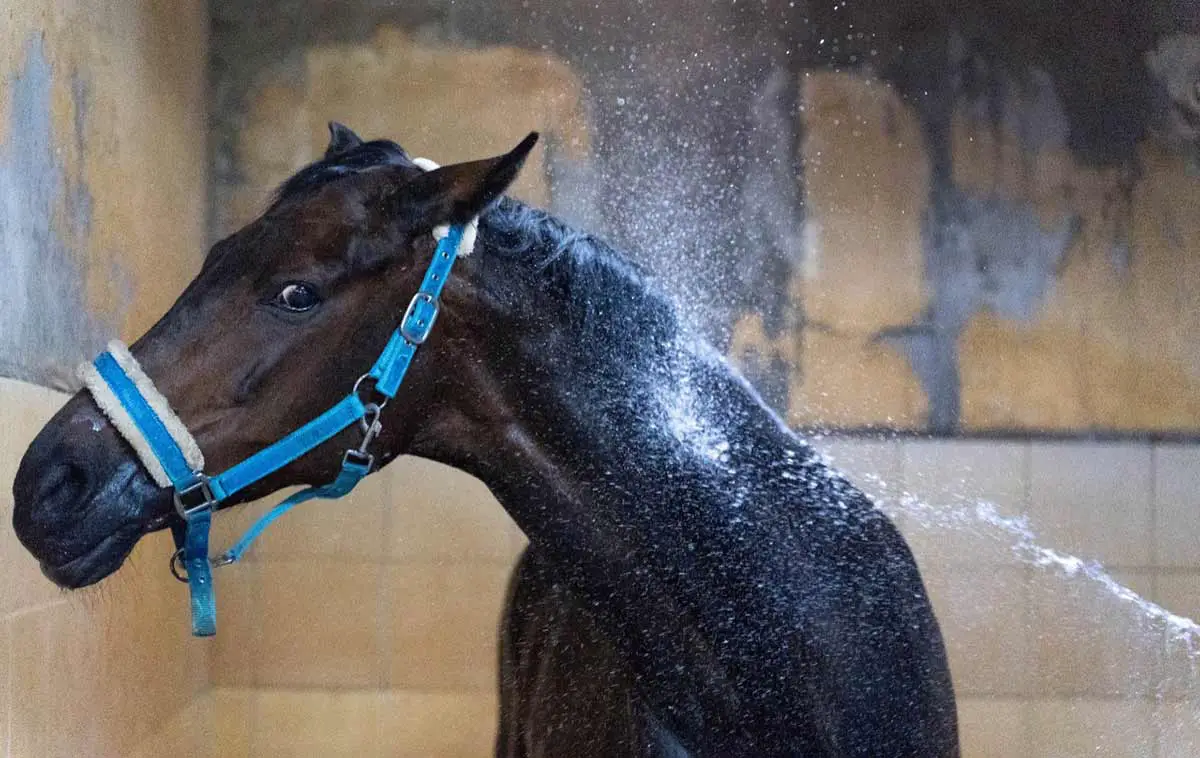 Comment acclimater son cheval aux chaleurs élevées