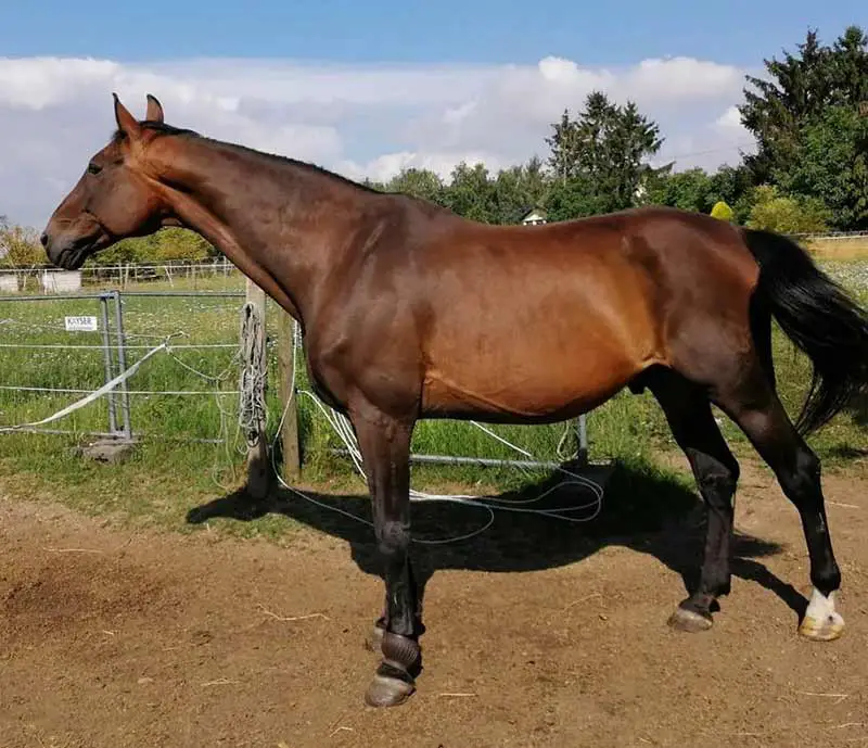 cheval trop maigre qui à pris du poids