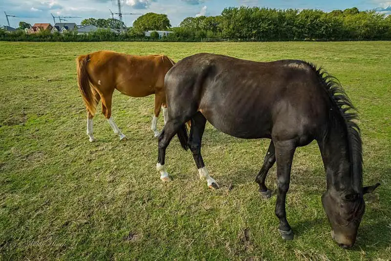 cheval récupération et prise de poids