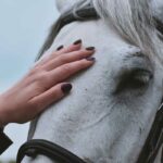 Santé équine : Comment évaluer l'état général du cheval ?