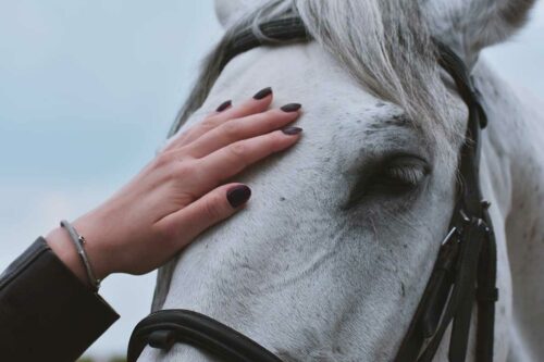 comment évaluer l'état général d'un cheval