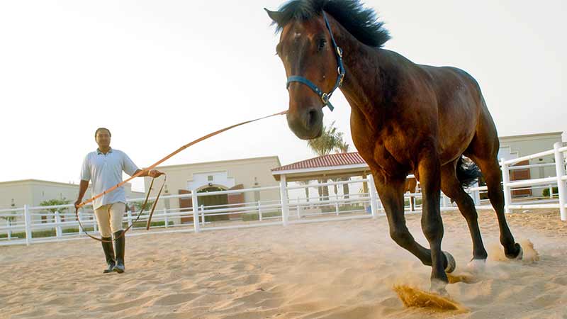 entrainement du cheval par temps chaud