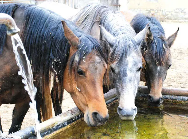 éviter cheval surchauffer temps chaud