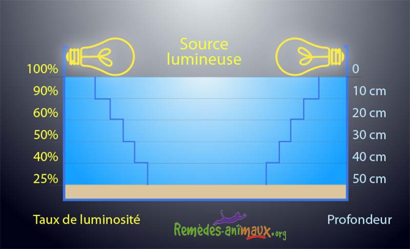Avec l'augmentation de la profondeur, l'éclairement baisse très fortement.