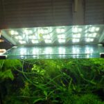 Aquariophilie : Comment organiser un éclairage LED dans un aquarium