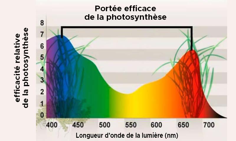Portée efficace pour la photosynthèse des plantes.