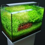 Aquariophilie : Comment calculer le niveau d'éclairage (quantité de lumière) d'un aquarium