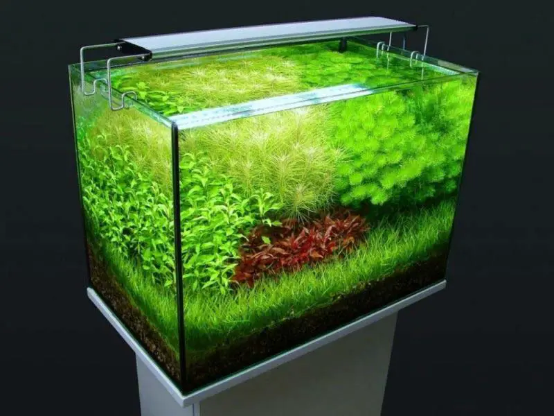 quelle puissance lumineuses aquarium plantes poissons