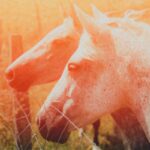 Cheval et coup de chaleur : Attention au stress thermique du cheval