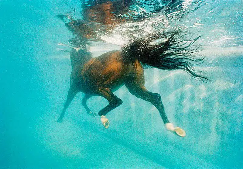 rééducation cheval dans l'eau