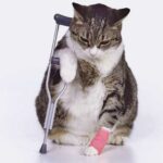 Chat qui boite de la patte avant ou arrière, que faire ?