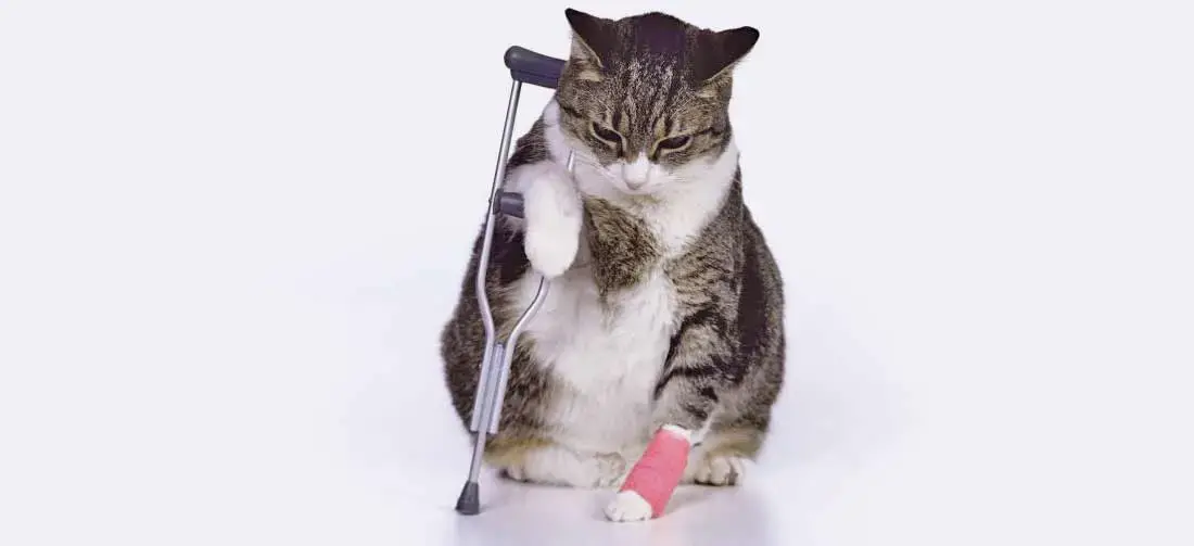 Chat Qui Boite De La Patte Avant Ou Arriere Que Faire Remedes Naturels Pour Animaux