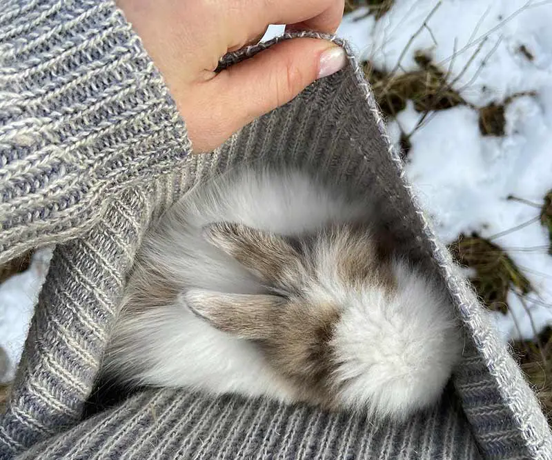 lapin stressé