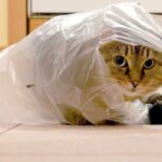 Que faire si mon chat a mangé un sac plastique ?