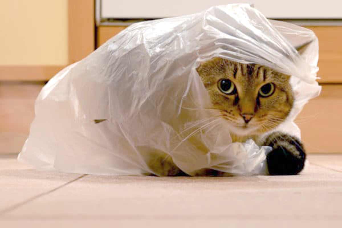 mon chat a mangé du plastique que faire