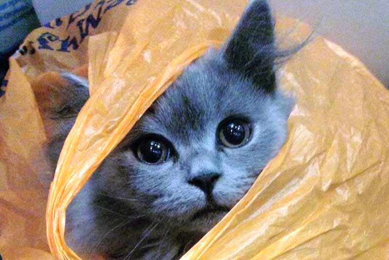 Que faire si un chat a mangé un sac plastique
