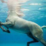 Les bienfaits de la natation pour les chevaux athlètes ou convalescents