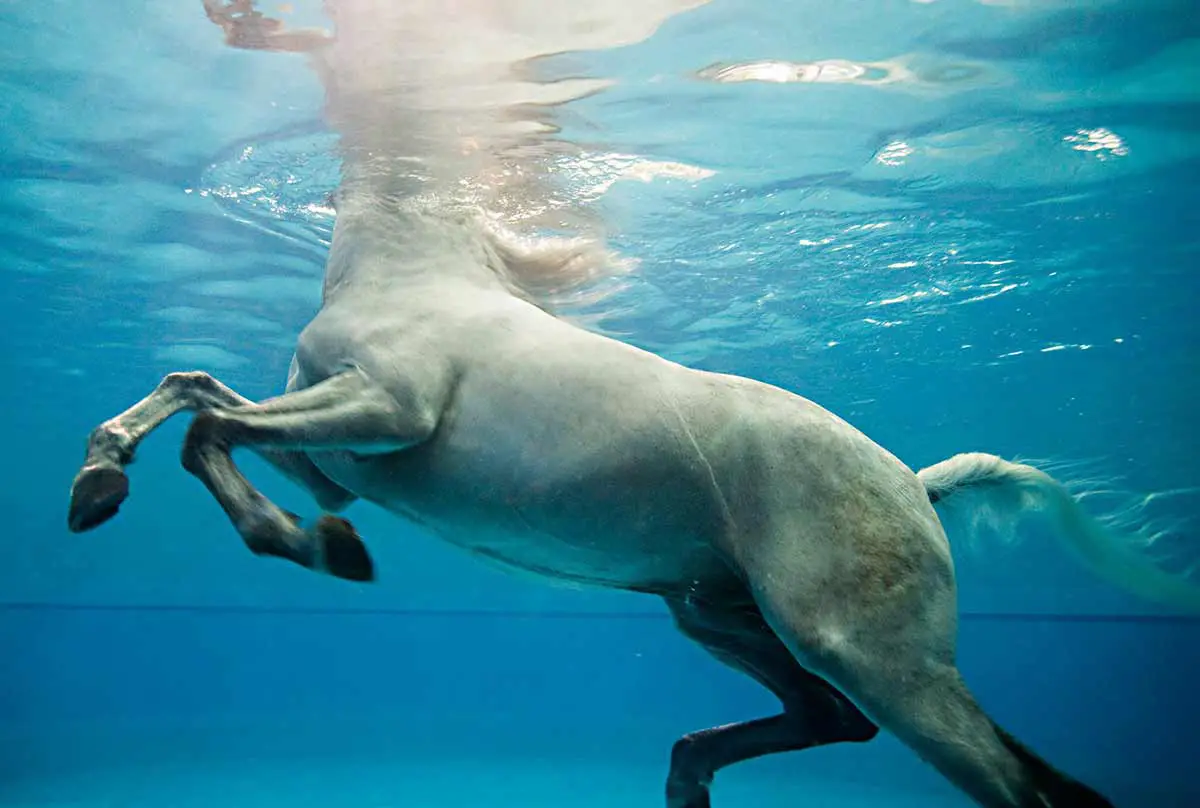 séance de piscine pour chevaux