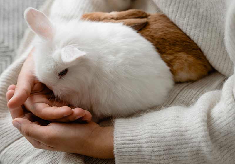 lapin stressé les choses à savoir