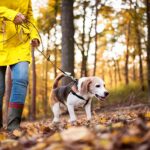 Promener son chien pendant la période de chasse : Risques et conseils