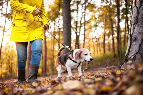 promenade chien pendant chasse