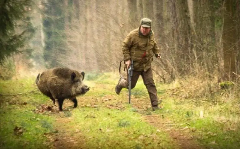 peut-on promener son chien en foret pendant la chasse