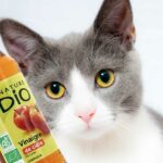 Vinaigre de cidre pour le chat : Peut on l'utiliser pour soigner les chats