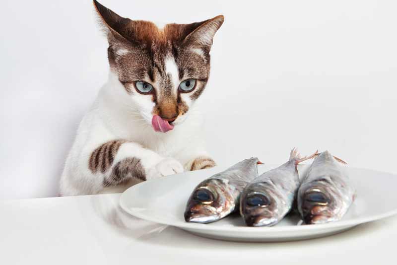 omega 3 quels avantages pour le chat