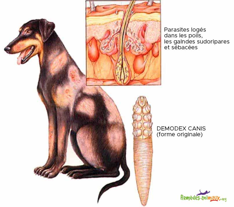 qu'est-ce que la gale démodécique chez le chien